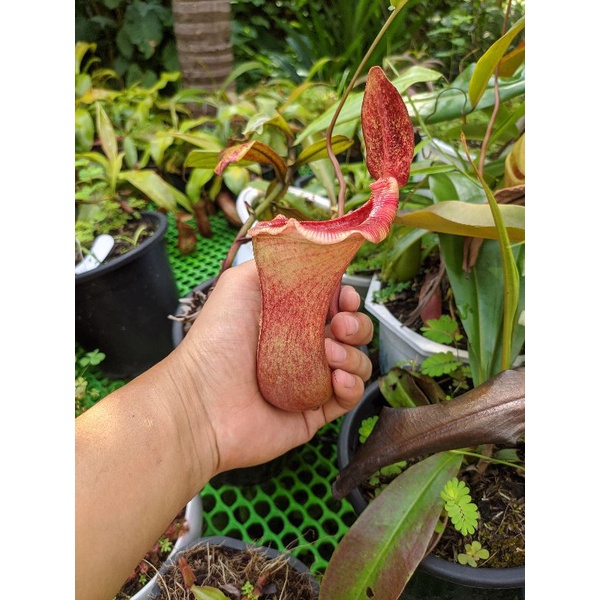 Cây cảnh lowii x ventricosa siêu to