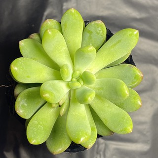 Sen đá thược dược ( size bầu)