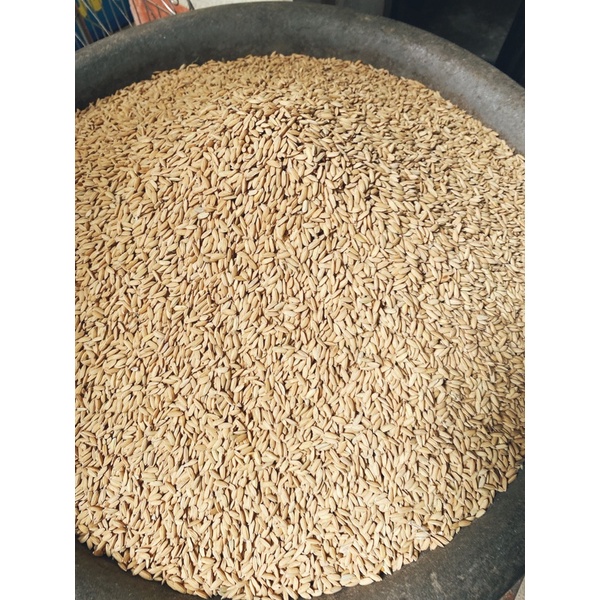 1 kg thóc chắc, đẹp cho gà chọi, chim cảnh