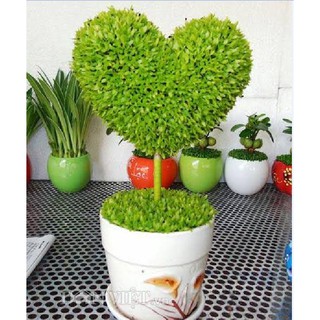 Hạt giống Cỏ may mắn { gói 1gram  tầm 500 hạt }