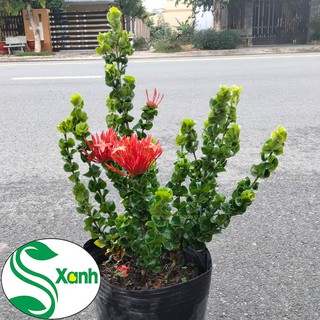 Hoa Trang Lá Tim " giống mới"