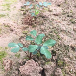 Hạt giống lạc đen kokuma