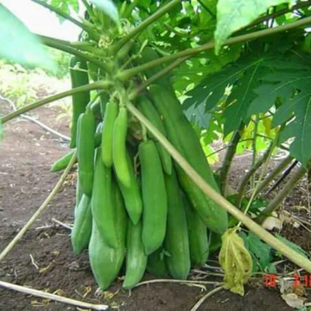 Hạt giống đu đủ siêu ngọt Thái Lan - gói tầm 120 hạt