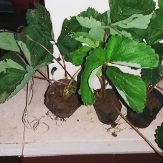 Cây giống dâu tây Pháp