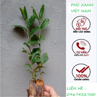 Cây giống chè xanh