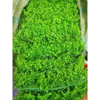 Thảm Cỏ Nhân Tạo Tai Chuột