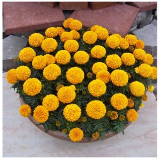 HẠT GIỐNG HOA VẠN THỌ MỸ