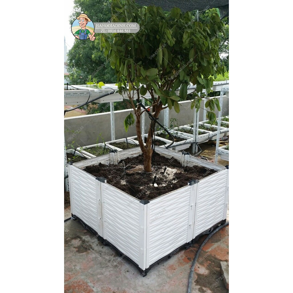 Chậu trồng cây ăn quả cỡ to 1 mét cao 56cm