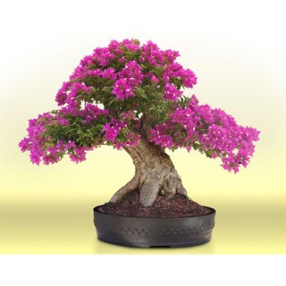 Cây Hoa Giấy Mỹ Siêu Hoa Cây Giống