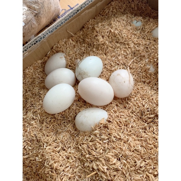 [Q7]Trứng gà công nghiệp/gà ta - loại 1 - trứng mới hằng ngày tại vườn bến tre | BigBuy360 - bigbuy360.vn