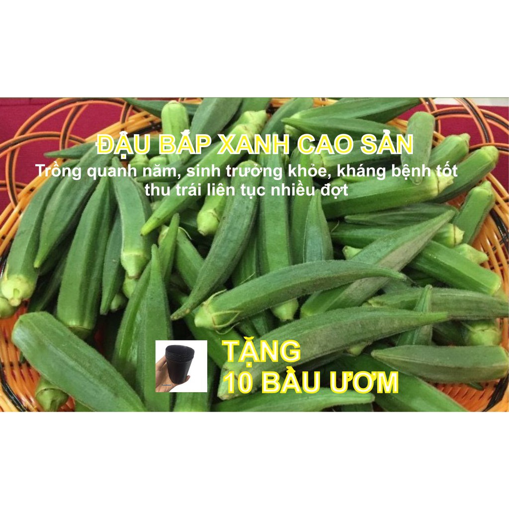 Hạt giống Đậu Bắp Xanh cao sản năng suất cao - 10g