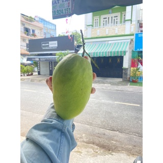 xoài tứ quý loại 1