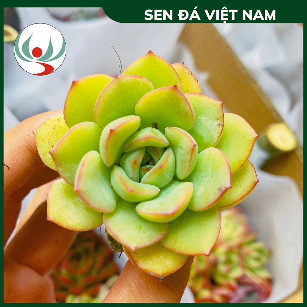 Sen Đá Bánh Bao Viền Hồng, Sen Bầu MINI 3-6cm, Hàng Trung Quốc Đã Thuần Khí Hậu Miền Bắc Khỏe Đẹp, Sen Đá Việt N