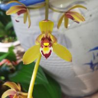 Lan kiếm lá cứng