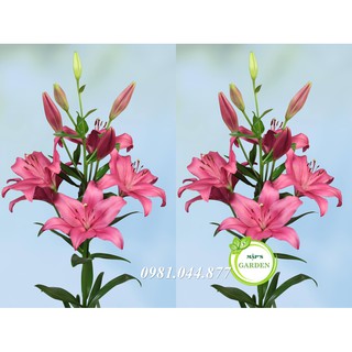 Củ giống hoa ly màu hồng ( củ giống Hà Lan)