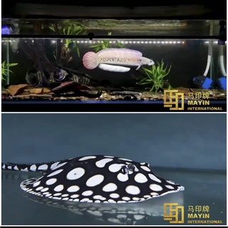 ĐÈN LED MAYIN BỐI - ĐÈN CÁ RỒNG CHO BỐI VÀNG VÀ BỐI TÍM.
