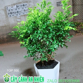 Chậu Cây Nguyệt Quế Size Lớn