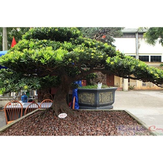 Đá bọt nham thạch scoria loại 10-20mm (bao=8-10kg).
