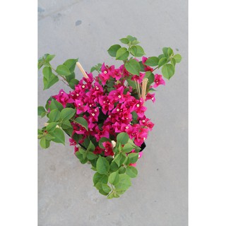 Chậu cây hoa Giấy màu đỏ