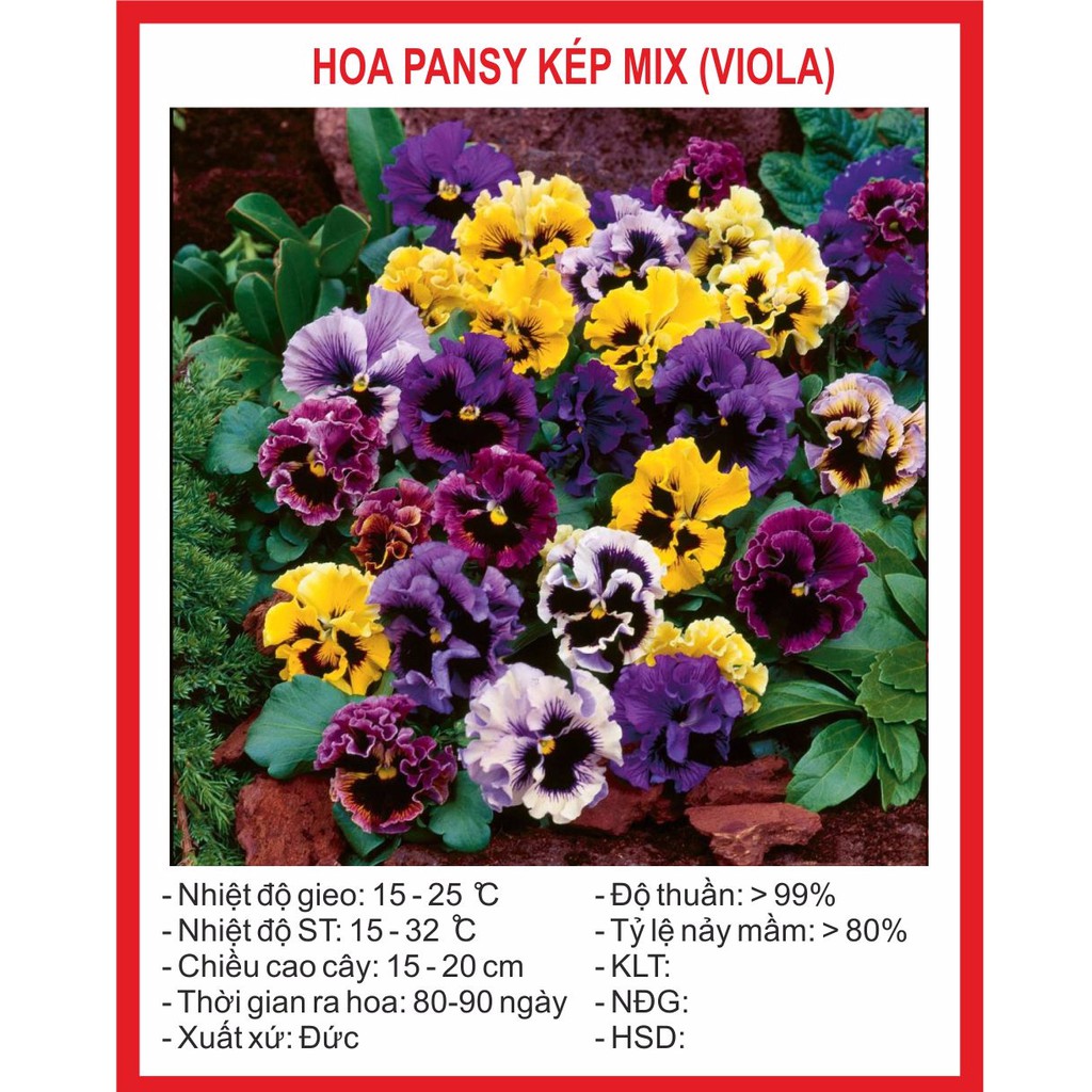 Hạt Giống Hoa Pansy Kép Mix 50 Hạt