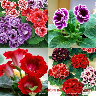 Hạt giống hoa tử la lan mix 5 hạt/ gói