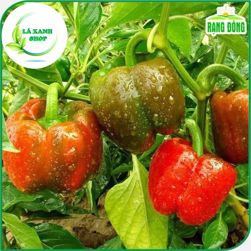 Hạt giống Ớt Chuông Ngọt Trồng Quanh Năm, Cây Sinh Trưởng Tốt (gói 0,5 gram) - Hạt Giống Rạng Đông