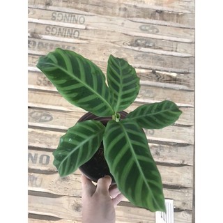 chậu đuôi công Zebrina