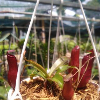 nắp ấm mini siêu dễ thương