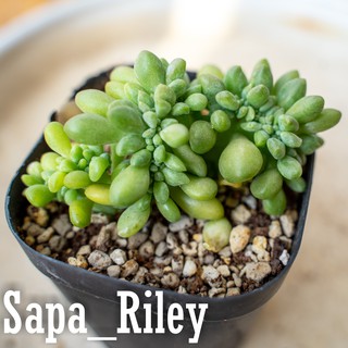 Sen đá giọt lệ - Graptosedum Franceso Baldi Crest