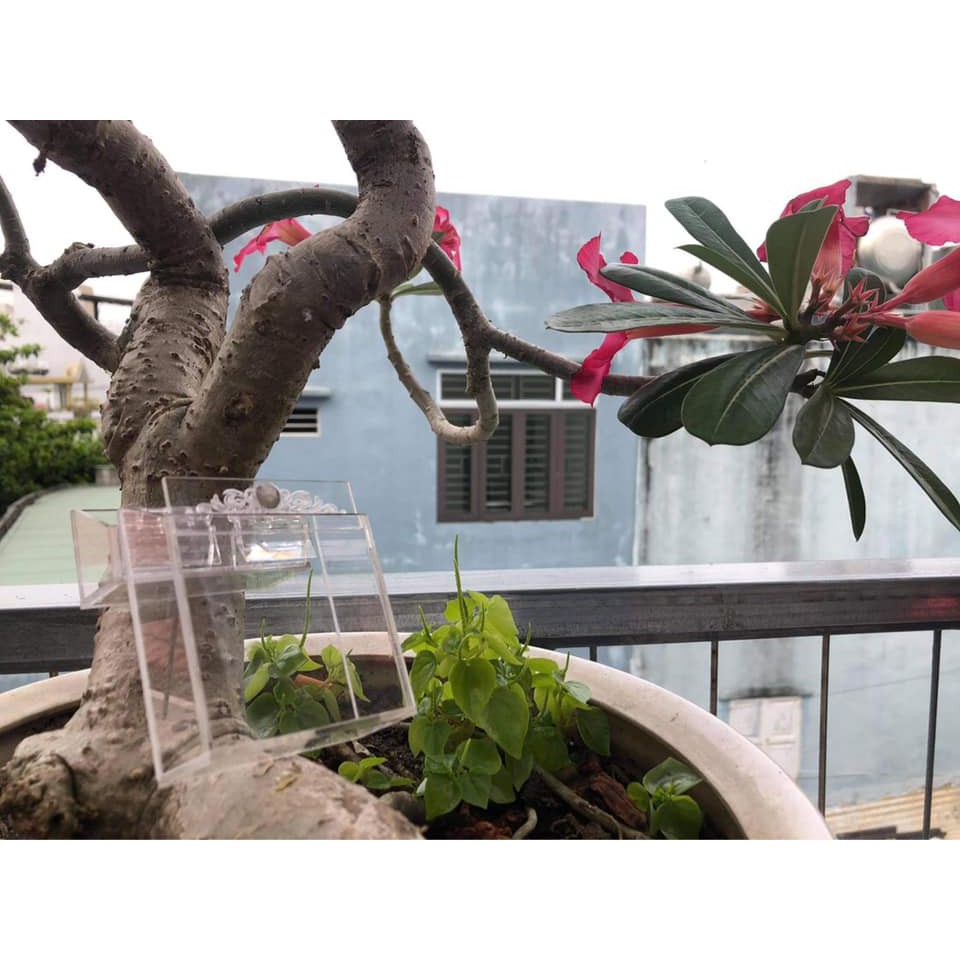 Hộp acrylic đựng thuốc lá/ điếu thuốc cao cấp