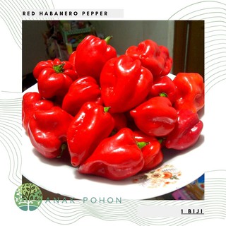 Hạt Ớt đỏ Habanero 15h