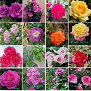 2 Cây giống hồng nguyên bản