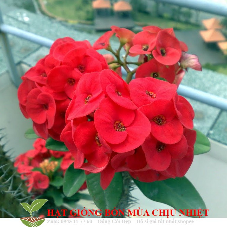 Xương rồng bát tiên 20 hạt ĐẾN MÙA TRỒNG TẾT