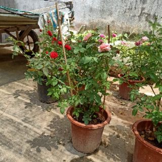 Hoa hồng nhập ngoại