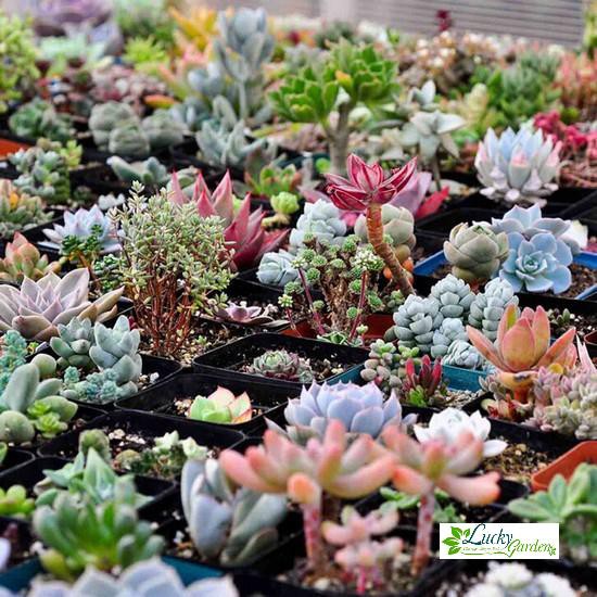 20 Hạt giống Sen đá Kim cương  XTRA TẶNG KÈM PHÂN VÀ KÍCH MẦM