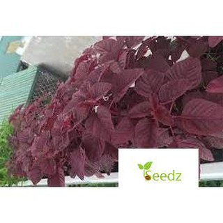 G15-Gói 1000 hạt giống rau dền đỏ LÁ LIỄU cao sản VINMARK HẠT GIỐNG