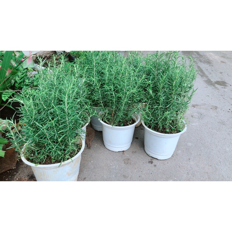 Hương Thảo đuổi muỗi tốt