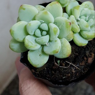 sen đá Sỏi thiên thanh