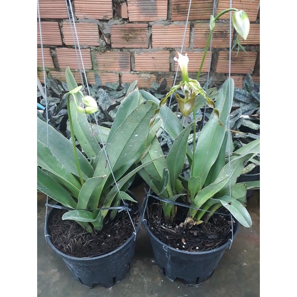 LAN HÀI RÂU TRỒNG THUẦN CHẬU