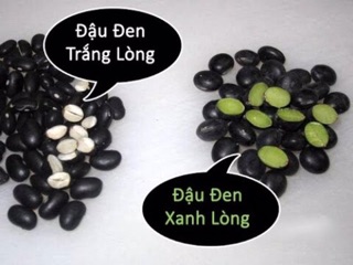 Đậu đen xanh lòng