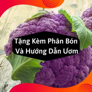 Combo 2 Gói Hạt Giống Súp Lơ Tím
