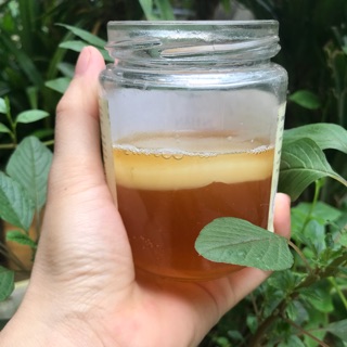 NẤM KOMBUCHA ( CON GIỐNG) [ date 4/2025]