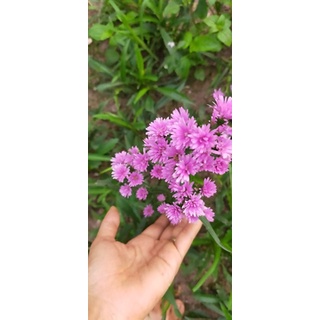 Cây hoa thạch thảo