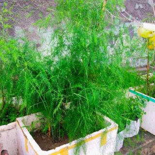 gốc măng tây lớn
