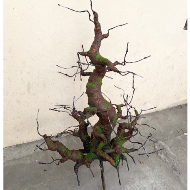Thân cây,gốc cây bonsai dáng Ngũ phúc 50-55cm làm hoa mai đào