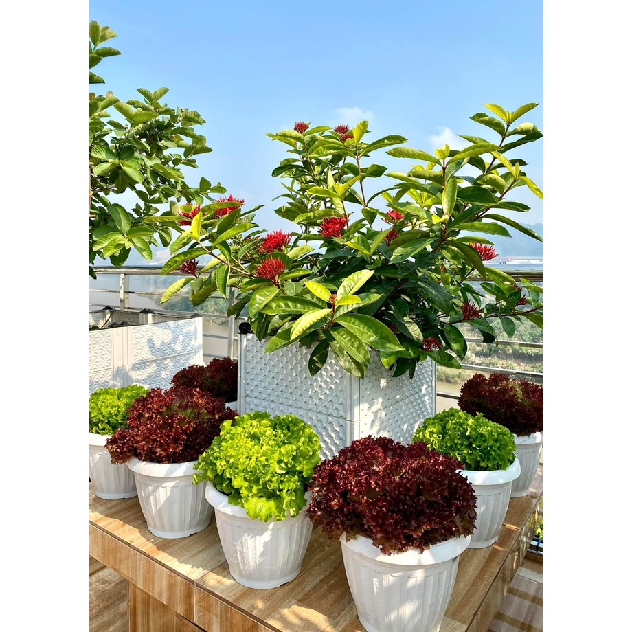 Chậu nhựa tròn dứa tráng bóng loại dày đẹp