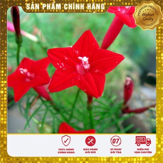 Hạt Giống Hoa Leo Tóc Tiên 10 Hạt [Bán Sỉ]