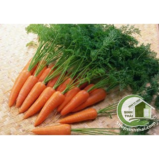 Hạt giống củ cà rốt