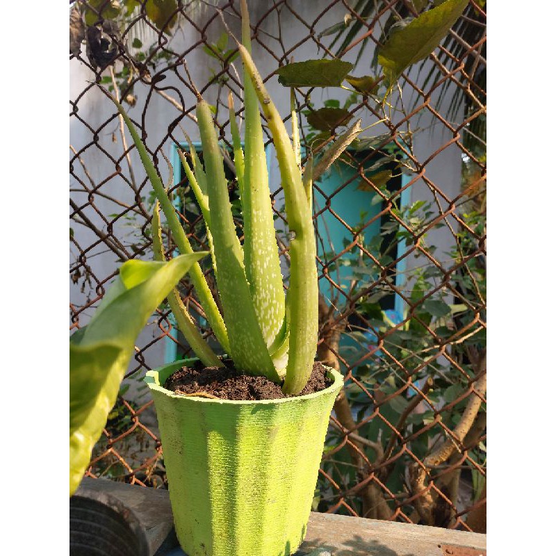 Cây nha đam giống Mỹ