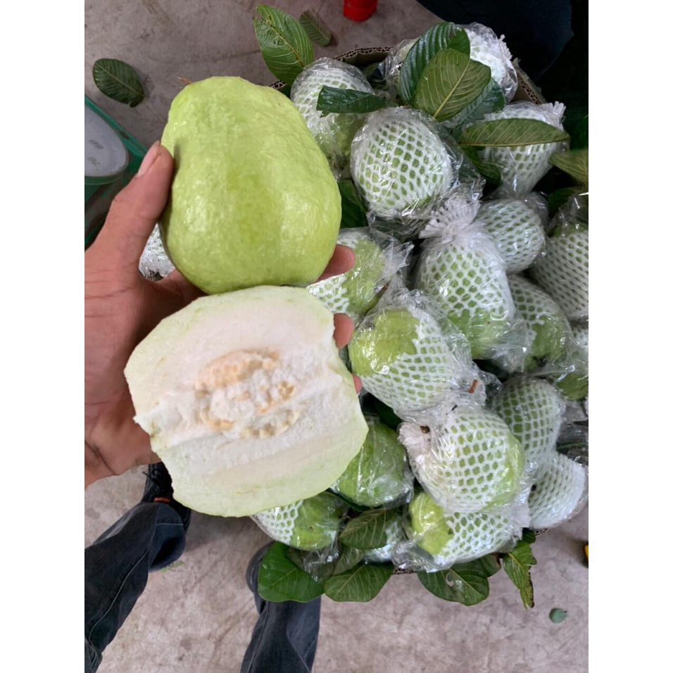 Ổi Thanh Hà Giòn, Ngọt giao siêu tốc Hà Nội